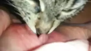 exotic pet play: feline licks her slit